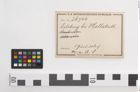 Etiketten zu Bronzegürtelblech (NHMW-PRAE-026744)
